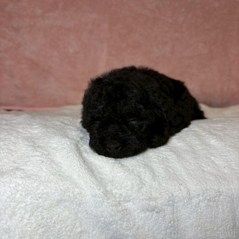 販売中の大阪府のトイプードル-439686の2枚目