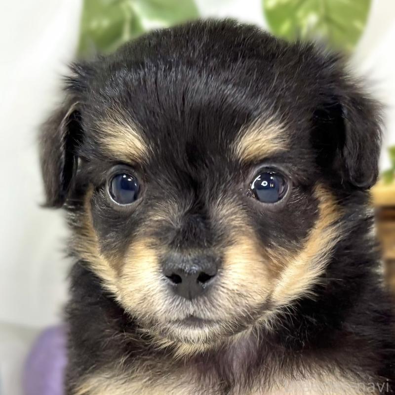 販売中の滋賀県のチワックス:チワワ×ミニチュアダックスフンド-439683