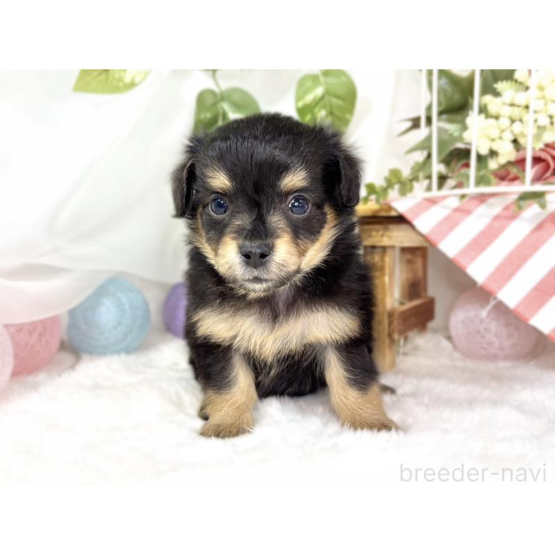 販売中の滋賀県のチワックス:チワワ×ミニチュアダックスフンド-439683の4枚目