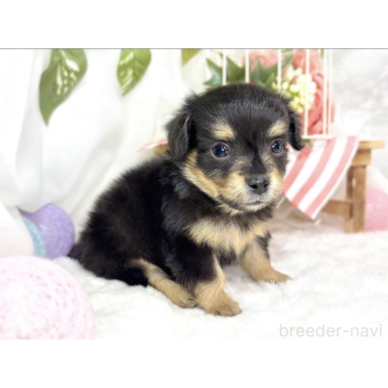 販売中の滋賀県のチワックス:チワワ×ミニチュアダックスフンド-439683の3枚目