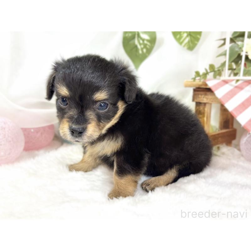 販売中の滋賀県のチワックス:チワワ×ミニチュアダックスフンド-439683の2枚目