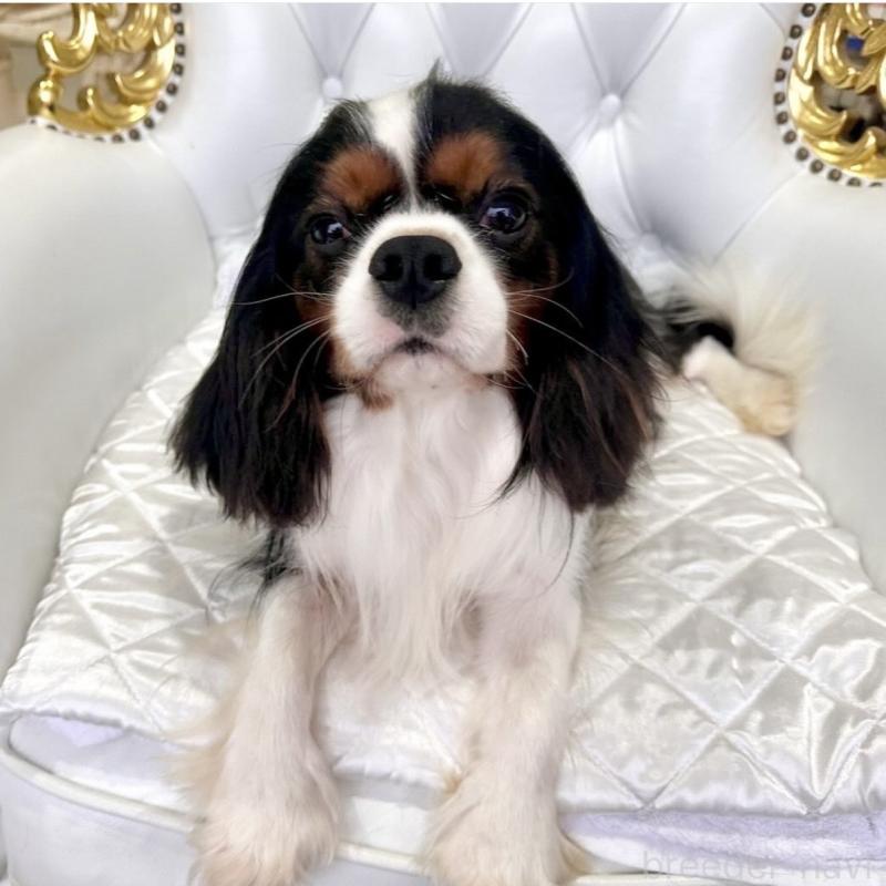 レン君くん1枚目