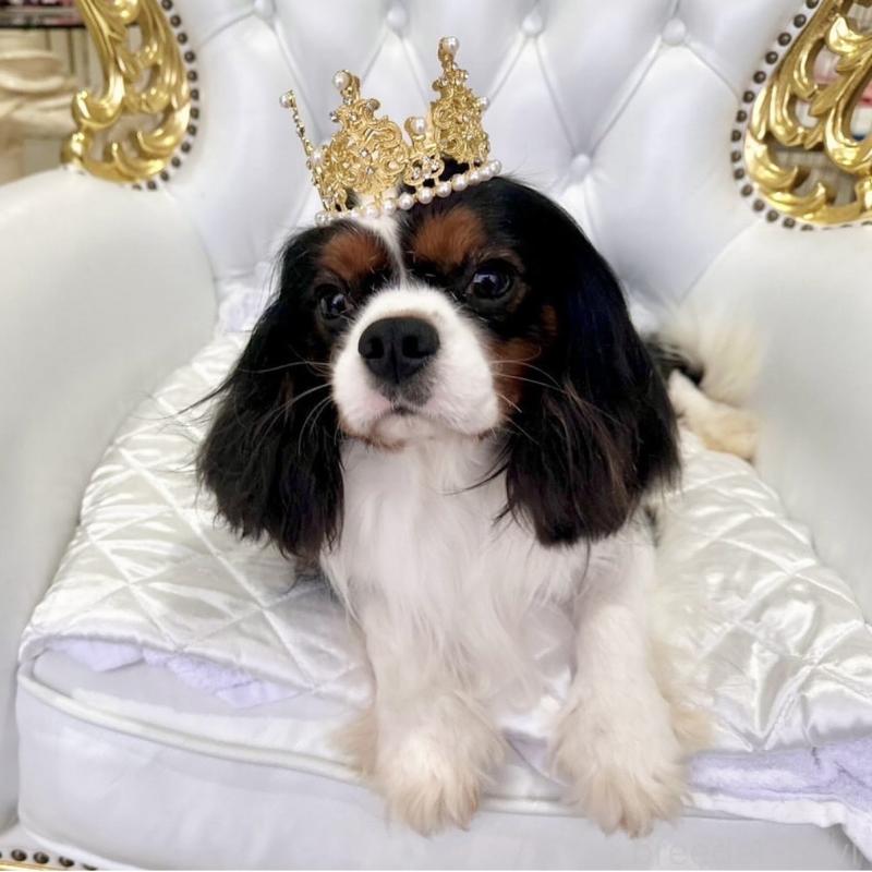 レン君くん1枚目