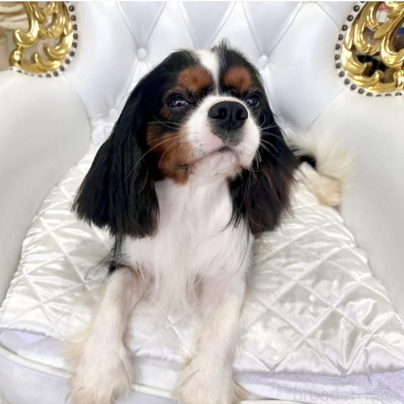 レン君くん1枚目