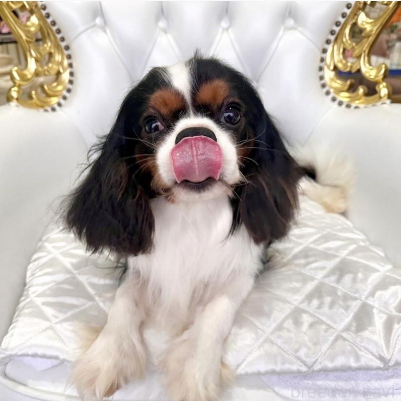 レン君くん1枚目