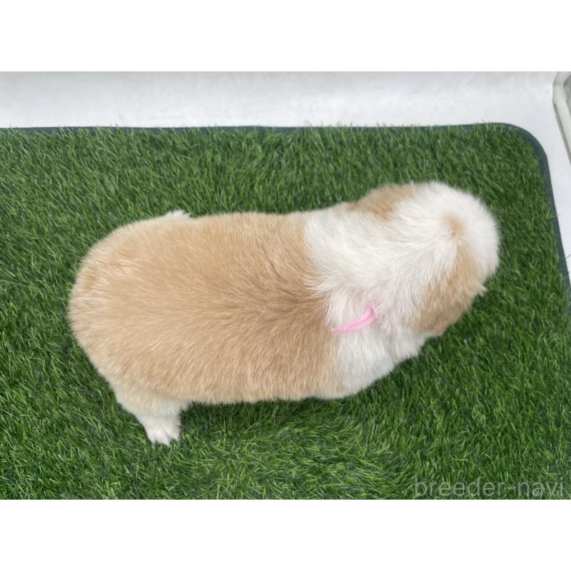 販売中の愛知県のボーダーコリー-439684の6枚目