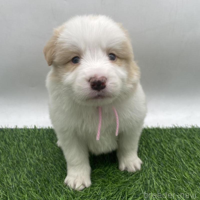 販売中の愛知県のボーダーコリー-439684