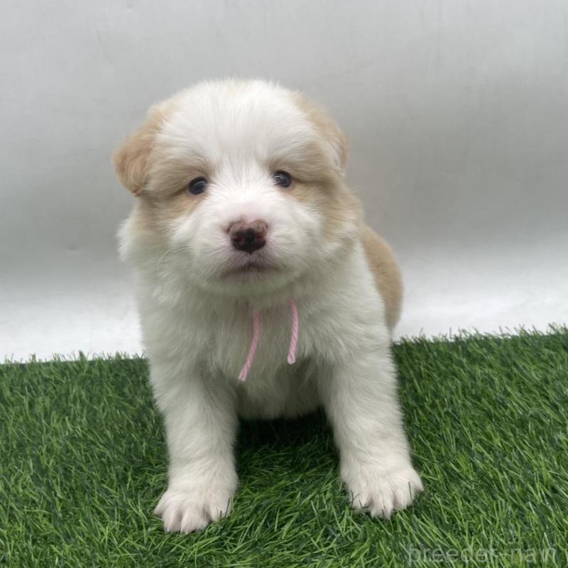 販売中の愛知県のボーダーコリー-439684の5枚目