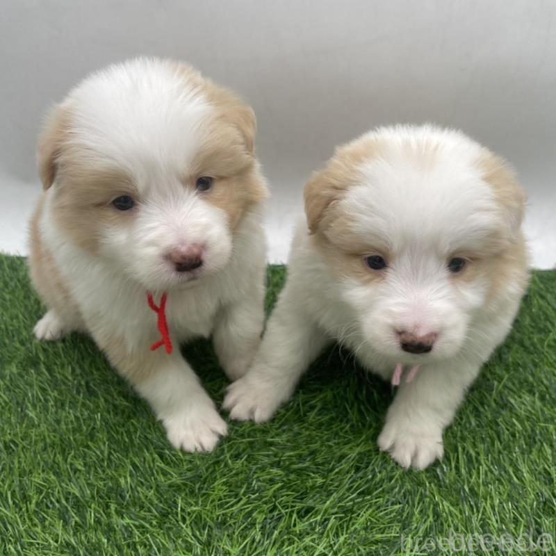 販売中の愛知県のボーダーコリー-439684の3枚目