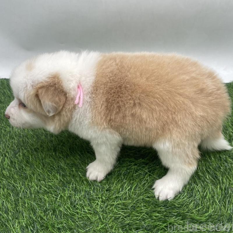 販売中の愛知県のボーダーコリー-439684の2枚目