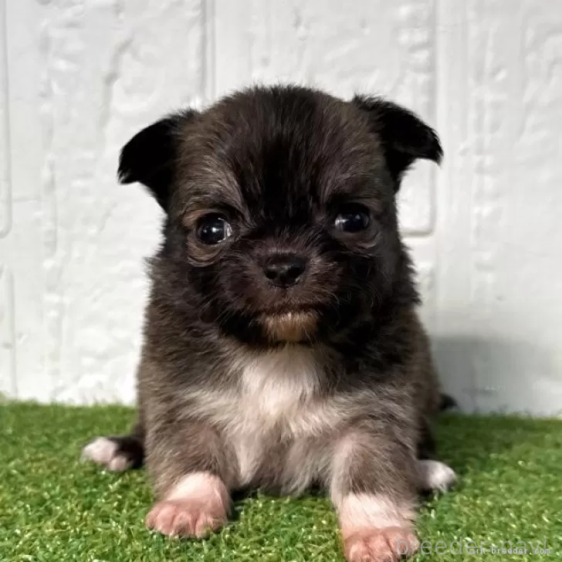 販売中の徳島県のチワワ(ロングコート)-439689