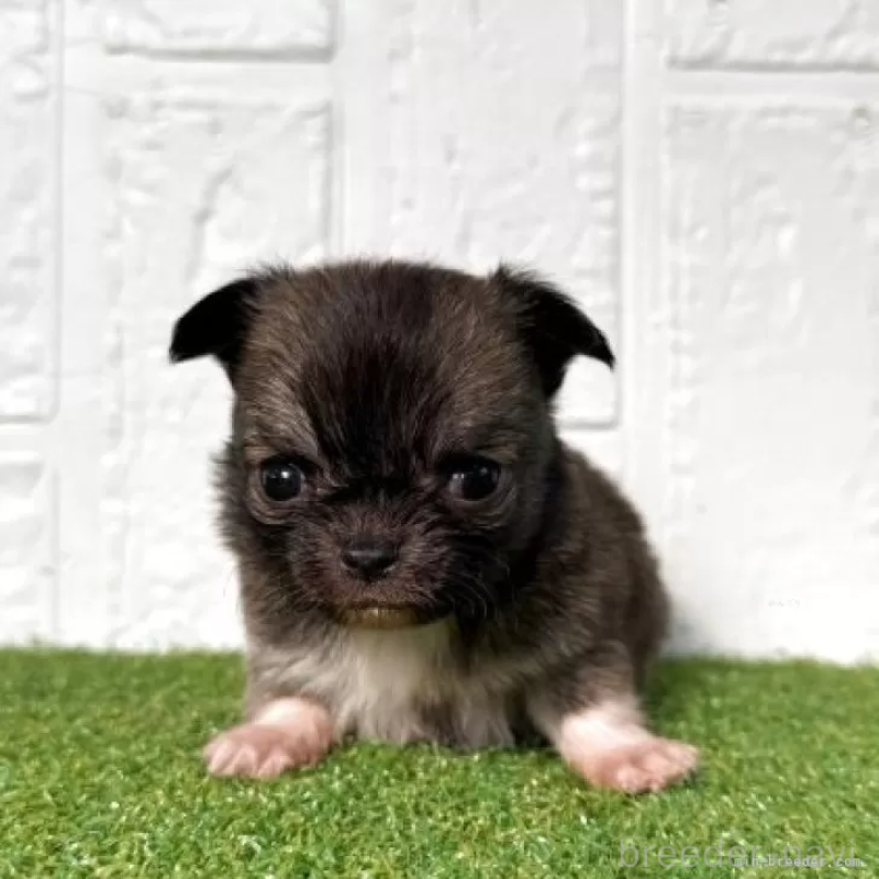 販売中の徳島県のチワワ(ロングコート)-439689の3枚目