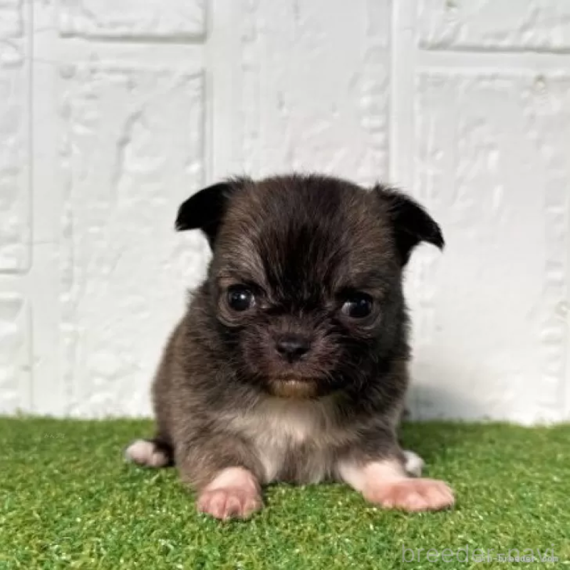 販売中の徳島県のチワワ(ロングコート)-439689の2枚目