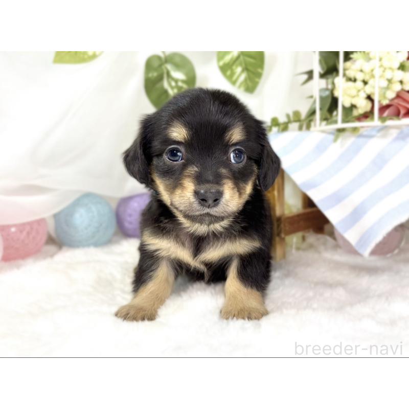 販売中の滋賀県のチワックス:チワワ×ミニチュアダックスフンド-439685の4枚目