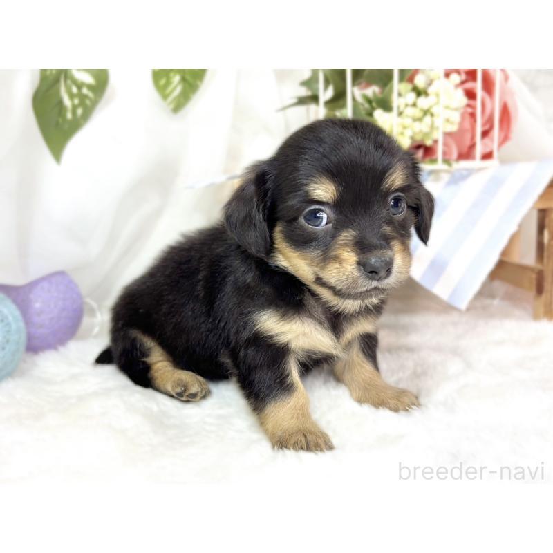 販売中の滋賀県のチワックス:チワワ×ミニチュアダックスフンド-439685の3枚目