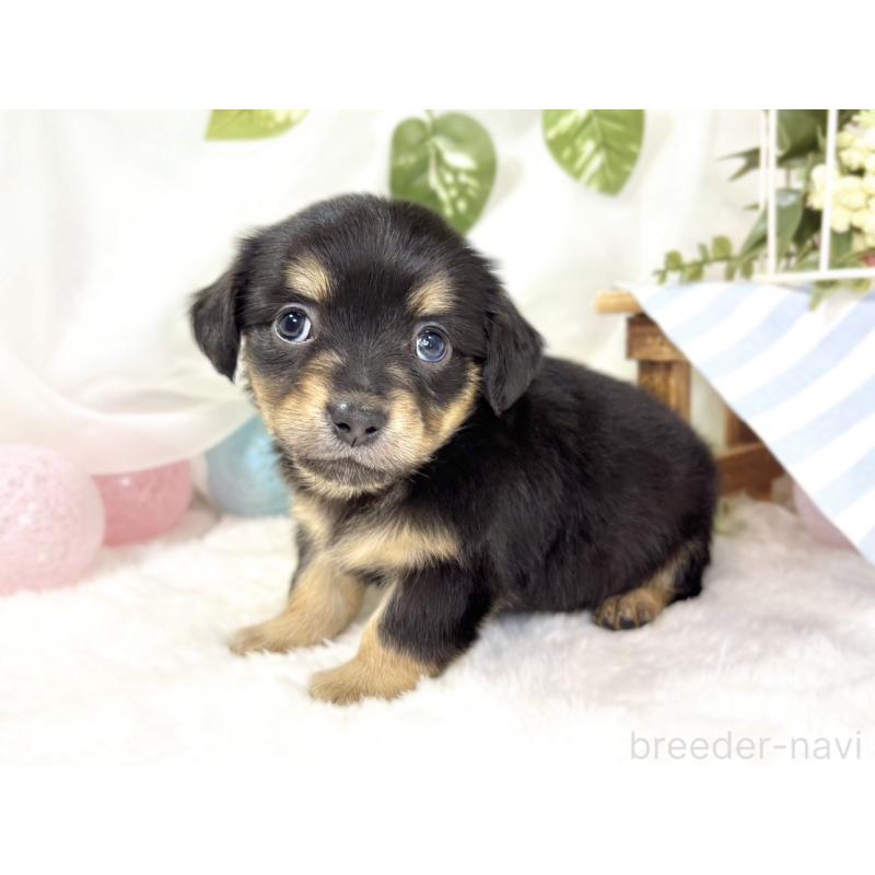 販売中の滋賀県のチワックス:チワワ×ミニチュアダックスフンド-439685の2枚目