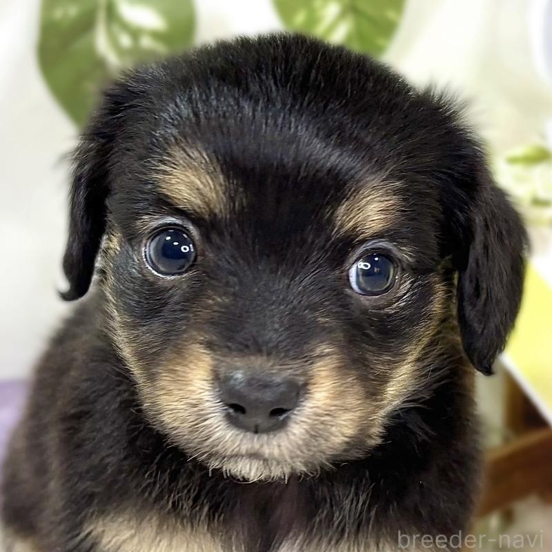 販売中の滋賀県のチワックス:チワワ×ミニチュアダックスフンド-439687