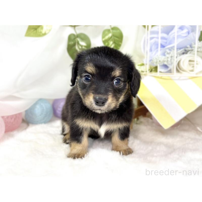 販売中の滋賀県のチワックス:チワワ×ミニチュアダックスフンド-439687の4枚目