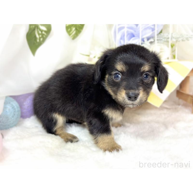 販売中の滋賀県のチワックス:チワワ×ミニチュアダックスフンド-439687の3枚目