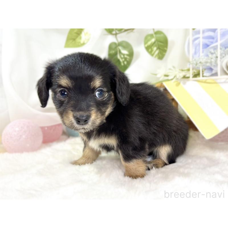 販売中の滋賀県のチワックス:チワワ×ミニチュアダックスフンド-439687の2枚目