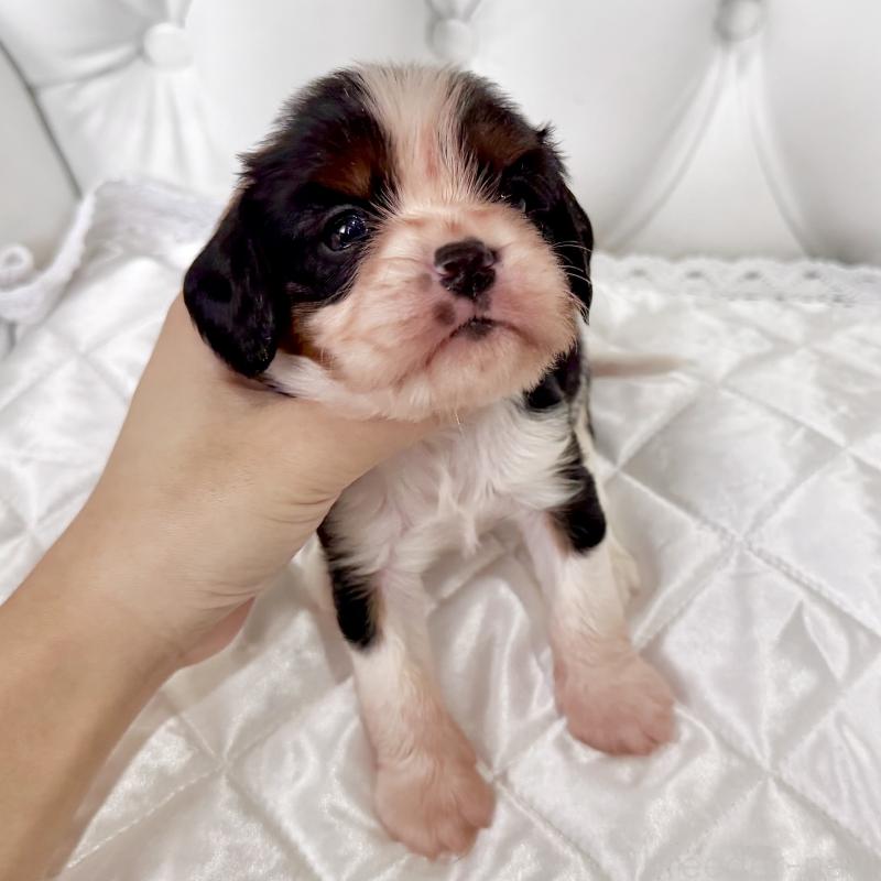 販売中の福岡県のキャバリアキングチャールズスパニエル-439688の8枚目