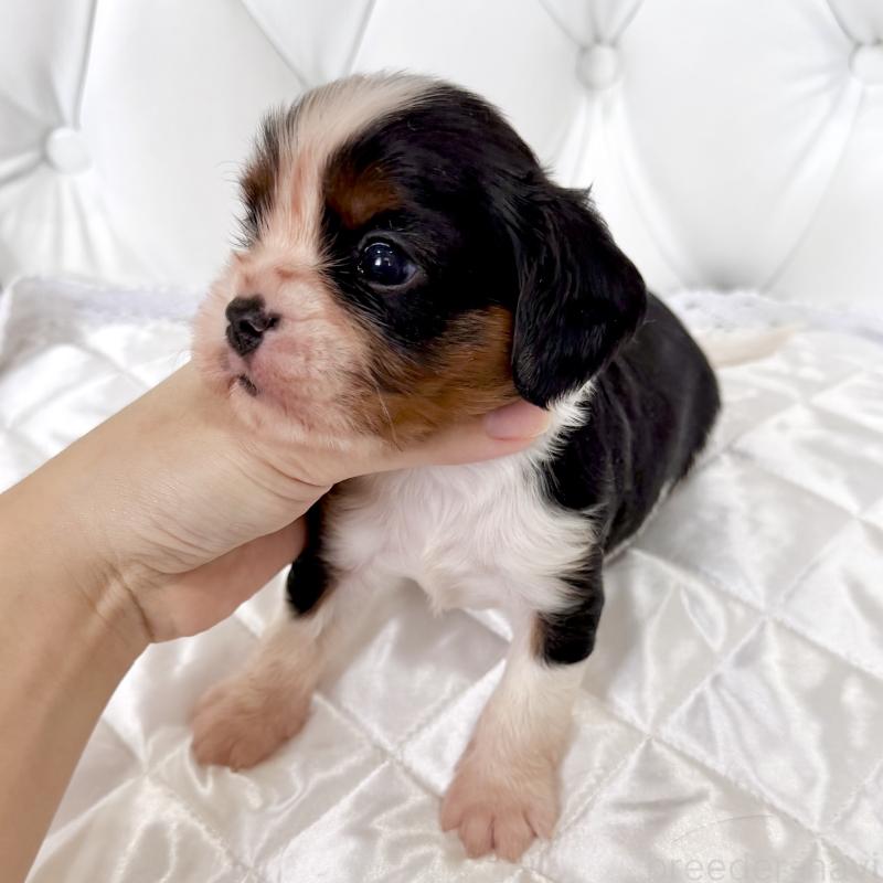 販売中の福岡県のキャバリアキングチャールズスパニエル-439688の6枚目