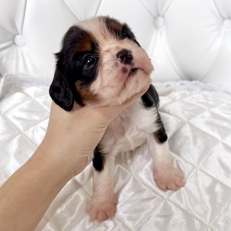 販売中の福岡県のキャバリアキングチャールズスパニエル-439688の5枚目