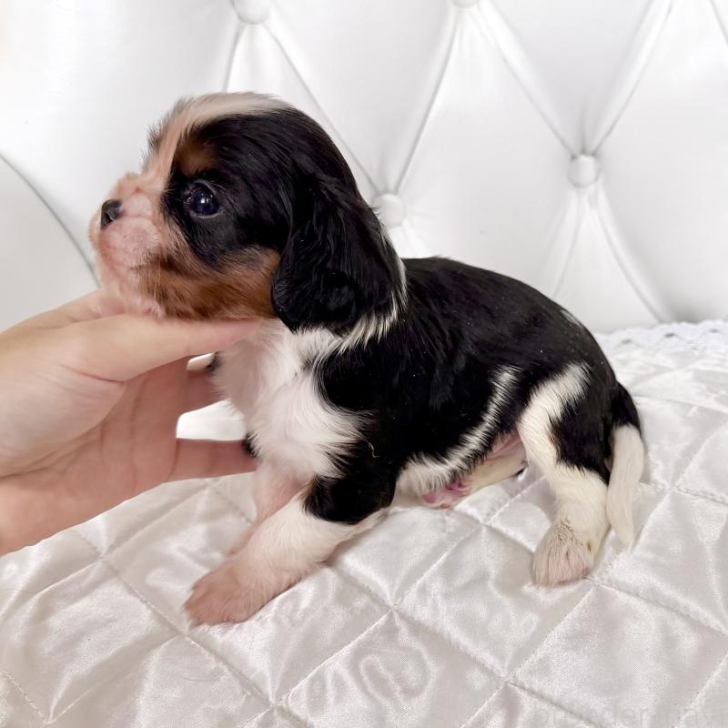 販売中の福岡県のキャバリアキングチャールズスパニエル-439688の4枚目