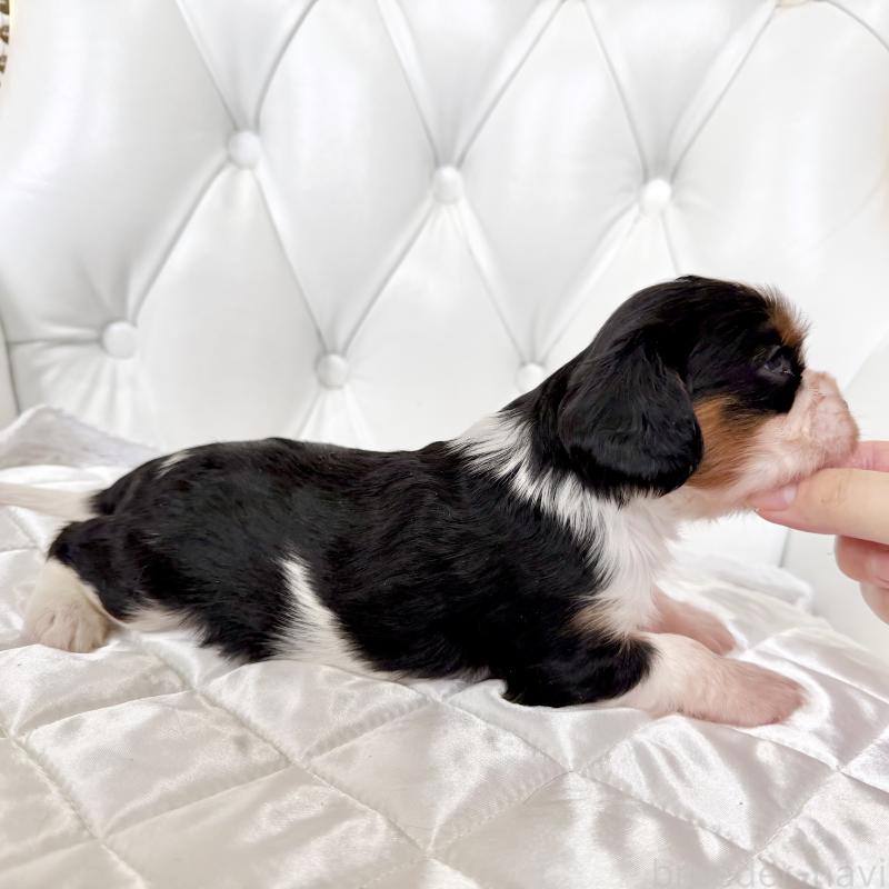 販売中の福岡県のキャバリアキングチャールズスパニエル-439688の3枚目