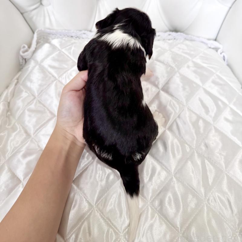 販売中の福岡県のキャバリアキングチャールズスパニエル-439688の2枚目