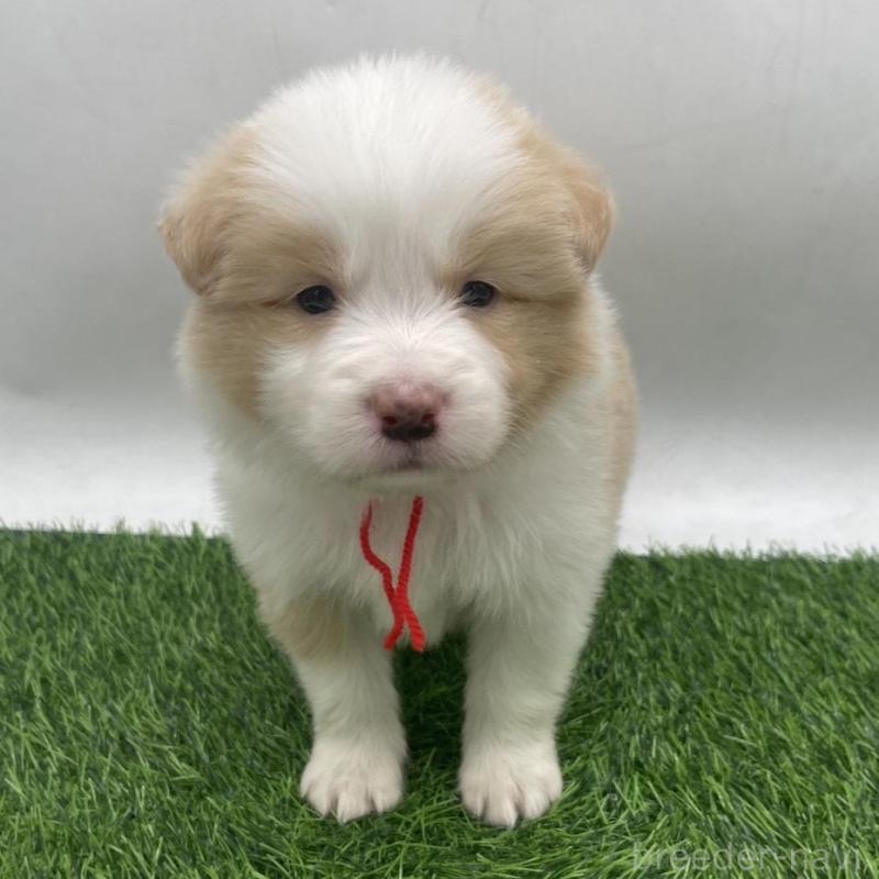 販売中の愛知県のボーダーコリー-439690