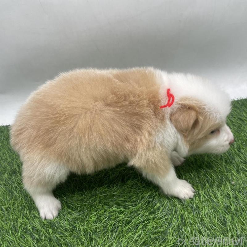 販売中の愛知県のボーダーコリー-439690の5枚目