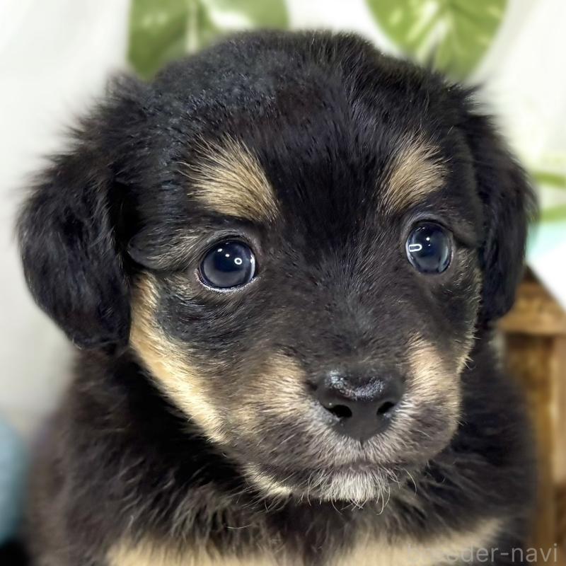 販売中の滋賀県のチワックス:チワワ×ミニチュアダックスフンド-439692の1枚目