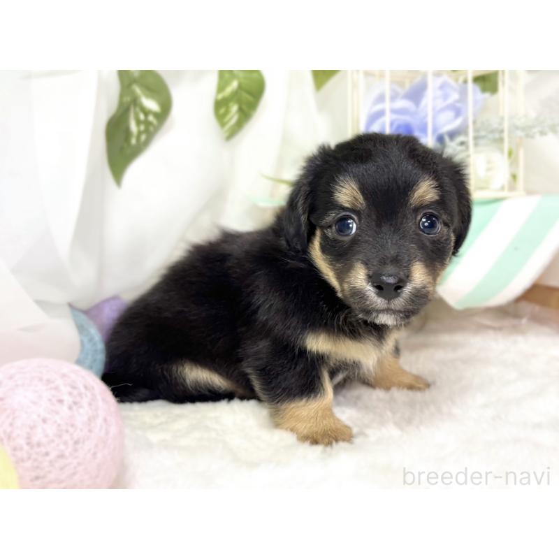 販売中の滋賀県のチワックス:チワワ×ミニチュアダックスフンド-439692の3枚目