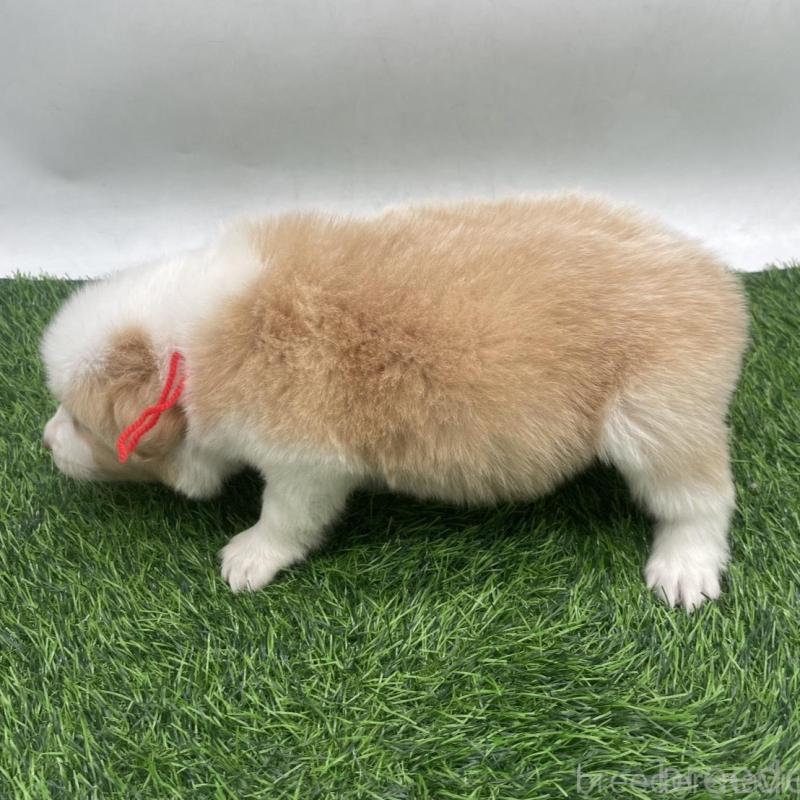 販売中の愛知県のボーダーコリー-439690の4枚目