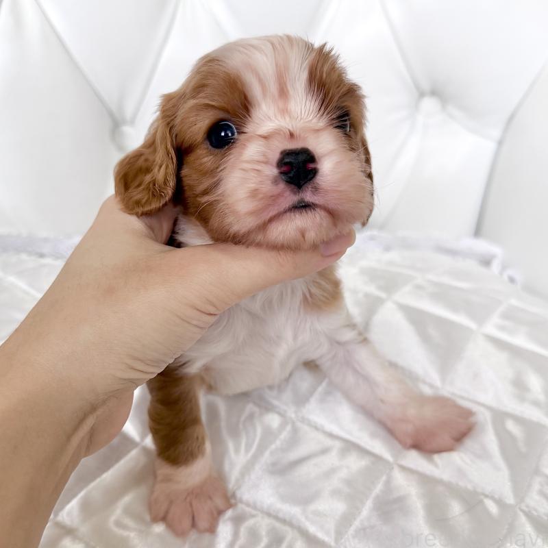 販売中の福岡県のキャバリアキングチャールズスパニエル-439695の7枚目