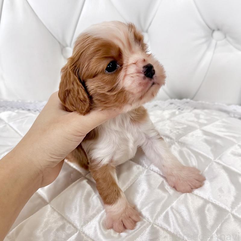 販売中の福岡県のキャバリアキングチャールズスパニエル-439695の5枚目