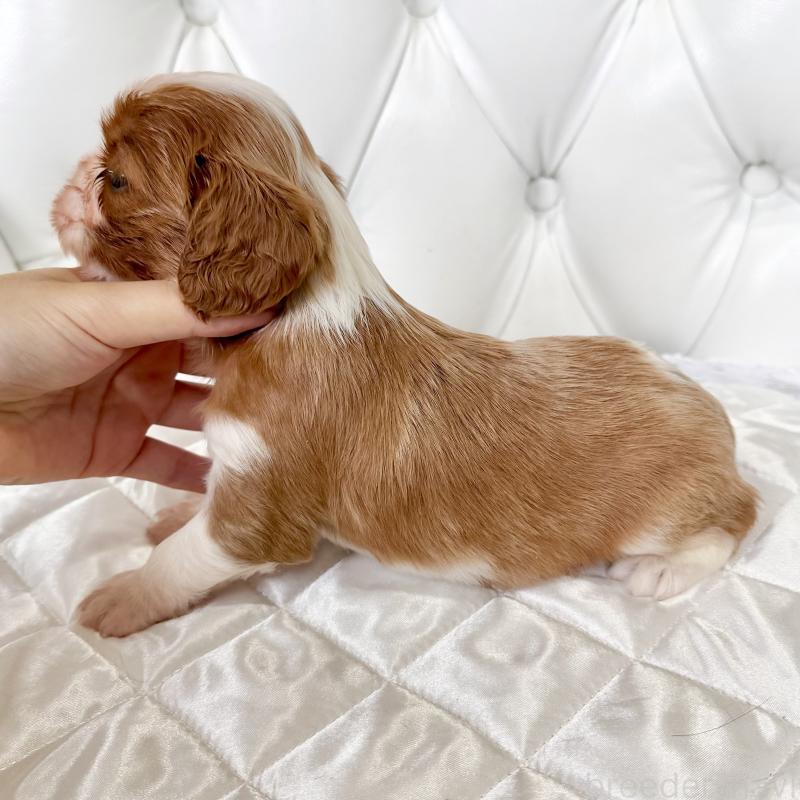 販売中の福岡県のキャバリアキングチャールズスパニエル-439695の4枚目