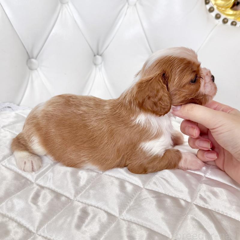 販売中の福岡県のキャバリアキングチャールズスパニエル-439695の3枚目