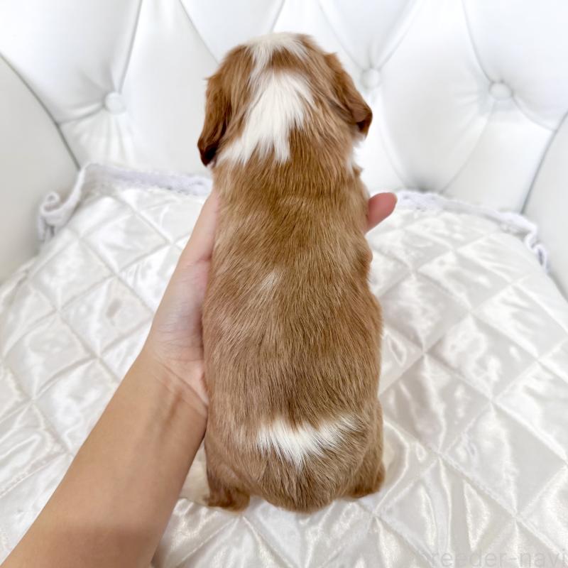 販売中の福岡県のキャバリアキングチャールズスパニエル-439695の2枚目