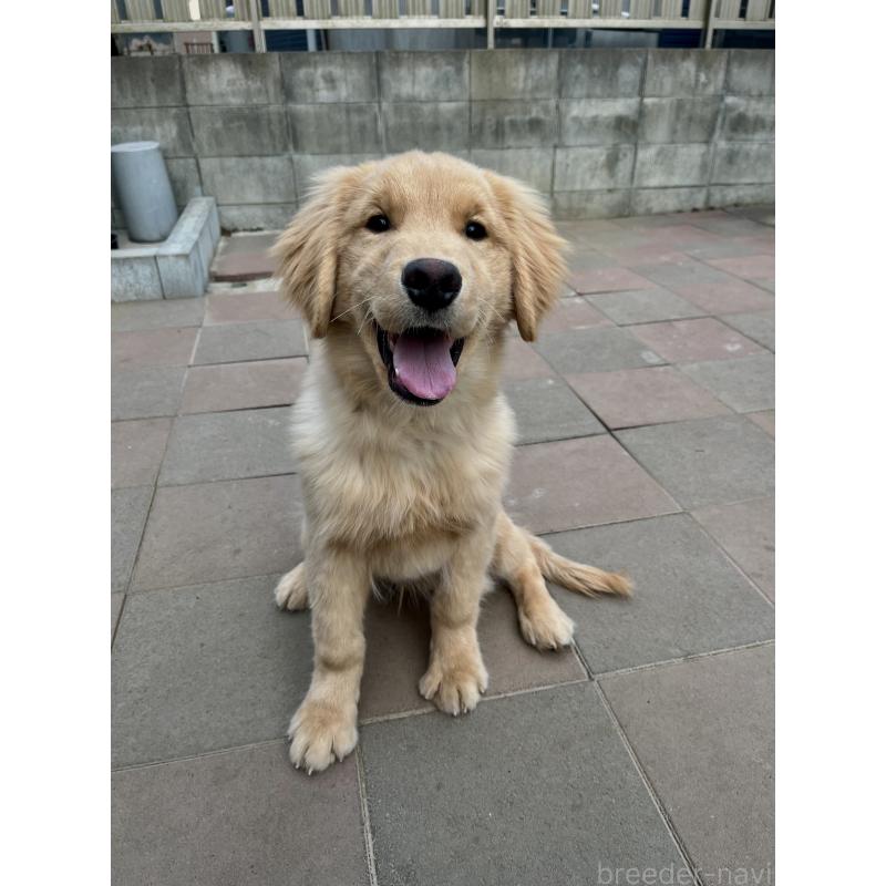 成約済の千葉県のゴールデンレトリーバー-422662の5枚目