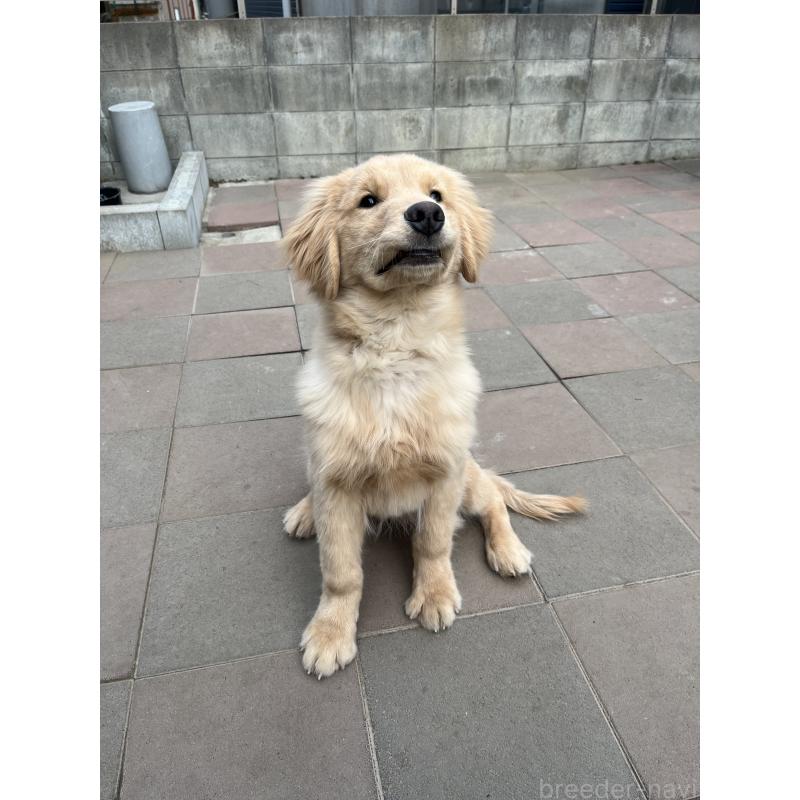 成約済の千葉県のゴールデンレトリーバー-422662の4枚目