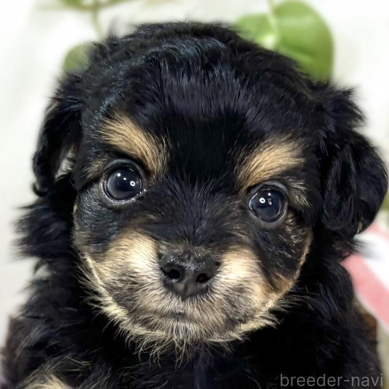 販売中の滋賀県のチワプー:チワワ×トイプードル-439693の1枚目