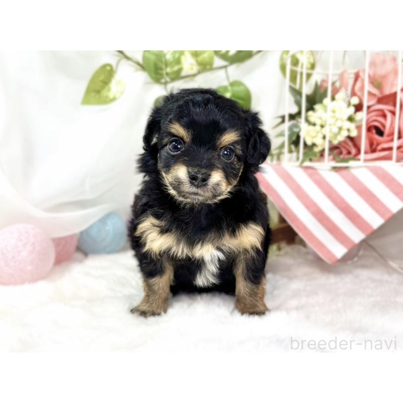 販売中の滋賀県のチワプー:チワワ×トイプードル-439693の4枚目