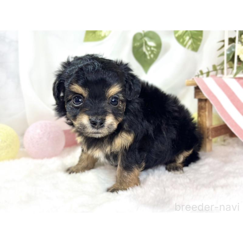 販売中の滋賀県のチワプー:チワワ×トイプードル-439693の3枚目