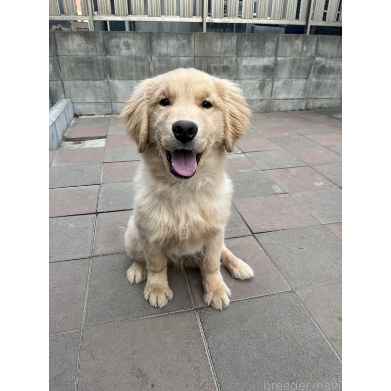 成約済の千葉県のゴールデンレトリーバー-422662の3枚目