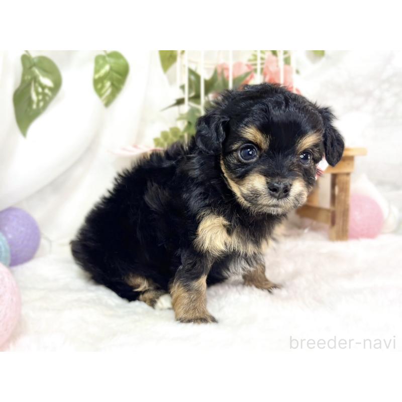 販売中の滋賀県のチワプー:チワワ×トイプードル-439693の2枚目