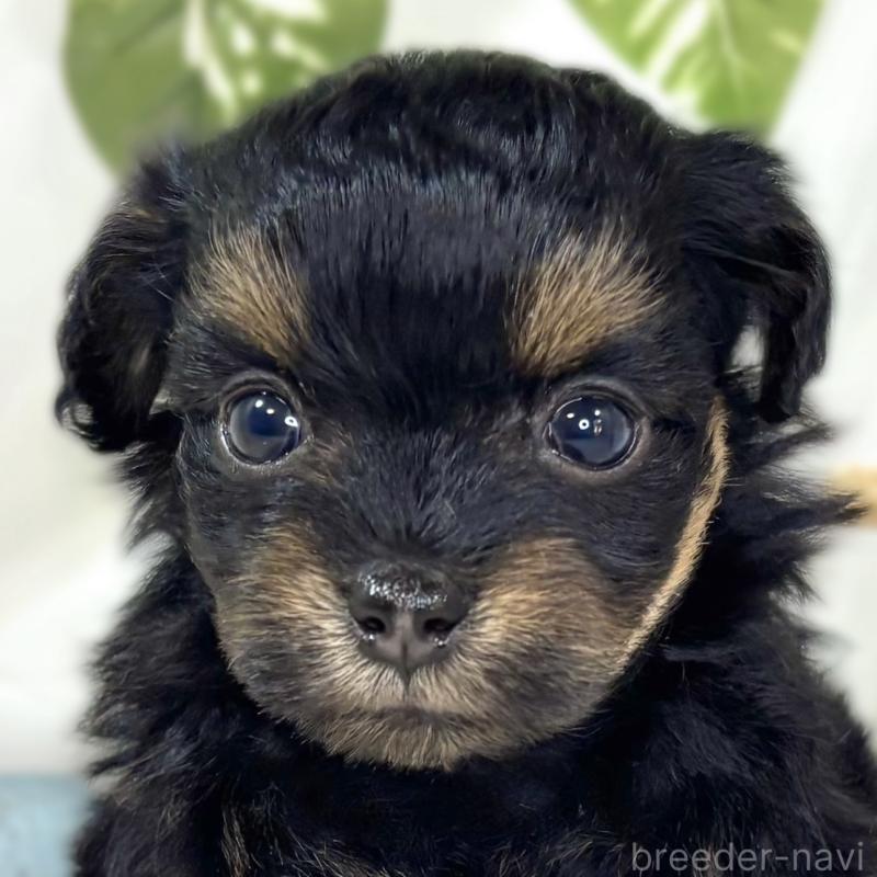 販売中の滋賀県のチワプー:チワワ×トイプードル-439694