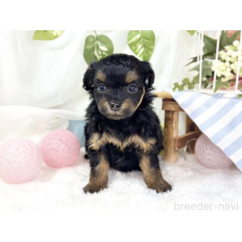 販売中の滋賀県のチワプー:チワワ×トイプードル-439694の4枚目