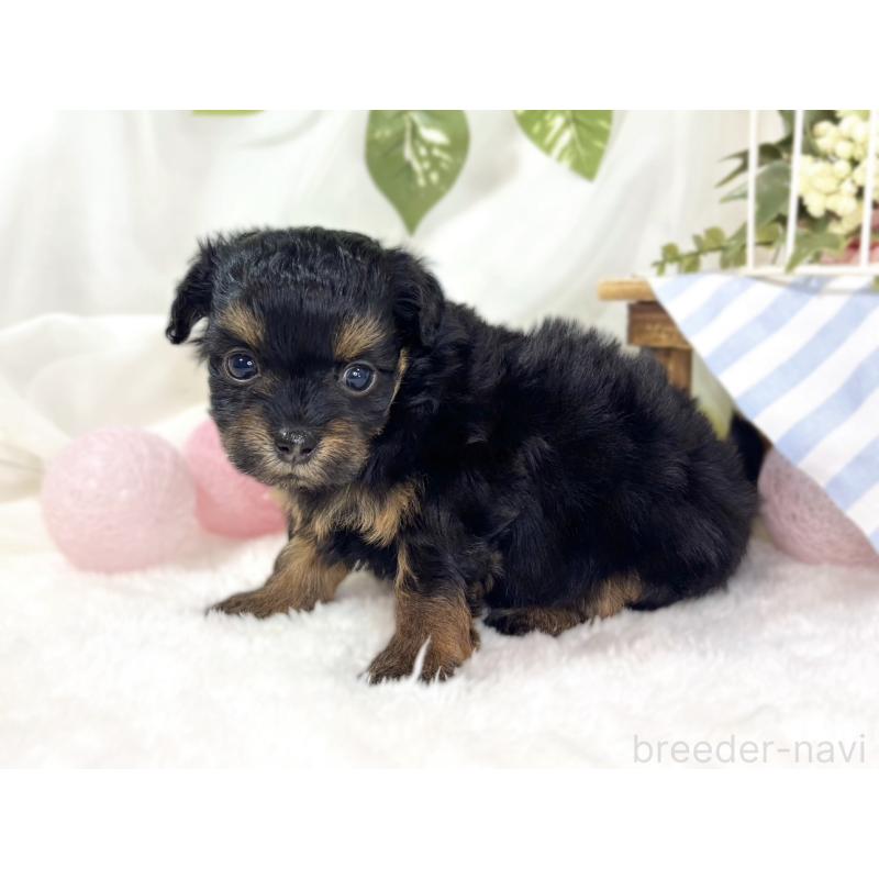 販売中の滋賀県のチワプー:チワワ×トイプードル-439694の3枚目